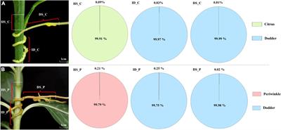 Bidirectional mRNA transfer between Cuscuta australis and its hosts